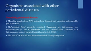 Organisms associated with other
periodontal diseases:
Necrotizing periodontal diseases:
 Microbial samples from NPD lesions have demonstrated a constant and a variable
part of the flora.
 The"constant flora" primarily contained Treponema sp., Selenomonas sp.,
Fusobacterium sp. and P. intermedia, and the "variable flora" consisted of a
heterogeneous array of bacterial types (Loesche et al. 1982).
 The role of HCMV has also been demonstrated in the pathogenesis.
 