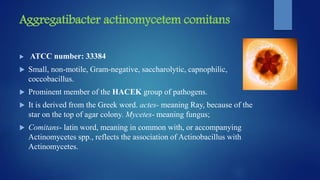 Aggregatibacter actinomycetem comitans
 ATCC number: 33384
 Small, non-motile, Gram-negative, saccharolytic, capnophilic,
coccobacillus.
 Prominent member of the HACEK group of pathogens.
 It is derived from the Greek word. actes- meaning Ray, because of the
star on the top of agar colony. Mycetes- meaning fungus;
 Comitans- latin word, meaning in common with, or accompanying
Actinomycetes spp., reflects the association of Actinobacillus with
Actinomycetes.
 
