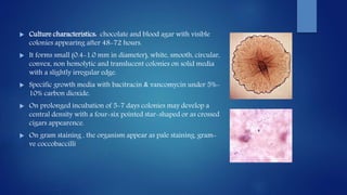  Culture characteristics: chocolate and blood agar with visible
colonies appearing after 48-72 hours.
 It forms small (0.4-1.0 mm in diameter), white, smooth, circular,
convex, non hemolytic and translucent colonies on solid media
with a slightly irregular edge.
 Specific growth media with bacitracin & vancomycin under 5%-
10% carbon dioxide.
 On prolonged incubation of 5-7 days colonies may develop a
central density with a four-six pointed star-shaped or as crossed
cigars appearence.
 On gram staining , the organism appear as pale staining, gram-
ve coccobaccilli
 