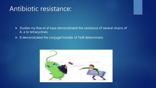 Antibiotic resistance:
 Studies my Roe et al have demonstrated the resistance of several strains of
A. a to tetracyclines.
 It demonstrated the conjugal transfer of TetB determinant.
 
