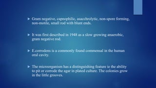  Gram negative, capnophilic, asacchrolytic, non-spore forming,
non-motile, small rod with blunt ends.
 It was first described in 1948 as a slow growing anaerobic,
gram negative rod.
 E.corrodens is a commonly found commensal in the human
oral cavity.
 The microorganism has a distinguishing feature ie the ability
to pit or corrode the agar in plated culture. The colonies grow
in the little grooves.
 