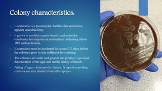 Colony characteristics:
• E.corrodens is a pleomorphic bacillus that sometimes
appears coccobacillary.
• It grows in aerobic( require hemin) and anaerobic
conditions, but requires an atmosphere containing atleast
10% carbon dioxide.
• E.corrodens must be incubated for atleast 2-3 days before
the colonies grow to size sufficient for counting.
• The colonies are small and greyish and produce a greenish
discoloration of the agar and smells faintly of bleach.
• Pitting of agar- characteristic feature. A typical corroding
colonies are seen distinct from other species.
 