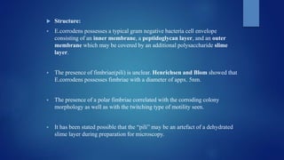  Structure:
 E.corrodens possesses a typical gram negative bacteria cell envelope
consisting of an inner membrane, a peptidoglycan layer, and an outer
membrane which may be covered by an additional polysaccharide slime
layer.
 The presence of fimbriae(pili) is unclear. Henrichsen and Blom showed that
E.corrodens possesses fimbriae with a diameter of appx. 5nm.
 The presence of a polar fimbriae correlated with the corroding colony
morphology as well as with the twitching type of motility seen.
 It has been stated possible that the “pili” may be an artefact of a dehydrated
slime layer during preparation for microscopy.
 