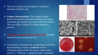  They are a group of gram-negative, facultative
anaerobic fusiform rods.
 Culture characteristics: They require carbon
dioxide for growth and culture and hence the name.
Anaerobic gas mixtures have been used for isolation.
They are viable if atleast 5% carbon dioxide is
present.
 Trypticase soy agar with 5% sheep blood has been
reported to give maximal growth.
 On the basis of biochemical, morphological and DNA
based homology studies, Leadbetter and his
colleagues proposed that the genus contains three
species: C. ochracea, C. gingivalis and C. sputigena
 