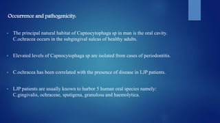 Occurrence and pathogenicity:
• The principal natural habitat of Capnocytophaga sp in man is the oral cavity.
C.ochracea occurs in the subgingival sulcus of healthy adults.
• Elevated levels of Capnocytophaga sp are isolated from cases of periodontitis.
• C.ochracea has been correlated with the presence of disease in LJP patients.
• LJP patients are usually known to harbor 5 human oral species namely:
C.gingivalis, ochraceae, sputigena, granulosa and haemolytica.
 