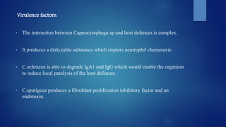 Virulence factors:
• The interaction between Capnocytophaga sp and host defences is complex.
• It produces a dialyzable substance which impairs neutrophil chemotaxis.
• C.ochracea is able to degrade IgA1 and IgG which would enable the organism
to induce local paralysis of the host defenses.
• C.sputigena produces a fibroblast proliferation inhibitory factor and an
endotoxin.
 
