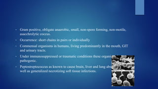 • Gram positive, obligate anaerobic, small, non-spore forming, non-motile,
asacchrolytic coccus.
• Occurrence: short chains in pairs or individually
• Commensal organisms in humans, living predominantly in the mouth, GIT
and urinary tracts.
• Under immunosuppressed or traumatic conditions these organisms become
pathogenic.
• Peptostreptococcus as known to cause brain, liver and lung abscesses as
well as generalized necrotizing soft tissue infections.
 
