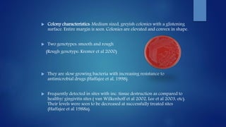  Colony characteristics: Medium sized, greyish colonies with a glistening
surface. Entire margin is seen. Colonies are elevated and convex in shape.
 Two genotypes: smooth and rough
(Rough genotype: Kremer et al 2000)
 They are slow growing bacteria with increasing resistance to
antimicrobial drugs (Haffajee et al, 1998).
 Frequently detected in sites with inc. tissue destruction as compared to
healthy/ gingivitis sites ( van Wilkenhoff et al 2002, Lee et al 2003, etc).
Their levels were seen to be decreased at successfully treated sites
(Haffajee et al 1988a).
 