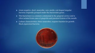  Gram negative, short, anaerobic, non-motile, rod shaped singular
bacteria originally grouped under the bacteroides genus.
 This bacterium is a common commensal in the gingival crevice and is
often isolated from cases of gingivitis and purulent lesions of the mouth.
 Culture characteristics: Strict anaerobes, requires haemin for growth.
Black pigmented bacteria.
 
