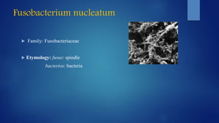 Fusobacterium nucleatum
 Family: Fusobacteriaceae
 Etymology: fusus: spindle
bacterios: bacteria
 