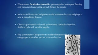  Filamentous, facultative anaerobic, gram-negative, non-spore forming
oral bacterium found in the normal flora of the mouth.
 Its is an oral bacterium indigenous to the human oral cavity and plays a
role in periodontal disease.
 Classic cigar-shaped cells with pointed ends. Splindle-shaped or
fusiform rods with variable lengths.
 Key component of plaque due to its abundance and ability to
coaggregate with other species in the oral cavity.
 