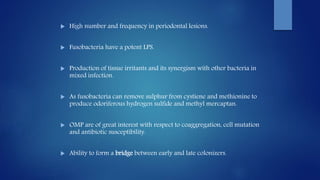  High number and frequency in periodontal lesions.
 Fusobacteria have a potent LPS.
 Production of tissue irritants and its synergism with other bacteria in
mixed infection.
 As fusobacteria can remove sulphur from cystiene and methionine to
produce odoriferous hydrogen sulfide and methyl mercaptan.
 OMP are of great interest with respect to coaggregation, cell mutation
and antibiotic susceptibility.
 Ability to form a bridge between early and late colonizers.
 