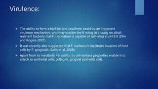 Virulence:
 The ability to form a bioﬁ lm and coadhere could be an important
virulence mechanism, and may explain the ﬁ nding in a study on alkali-
resistant bacteria that F. nucleatum is capable of surviving at pH 9.0 (Zilm
and Rogers 2007).
 It was recently also suggested that F. nucleatum facilitates invasion of host
cells by P. gingivalis (Saito et al. 2008).
 Apart from its metabolic versatility, its cell-surface properties enable it to
attach to epithelial cells, collagen, gingival epithelial cells.
 
