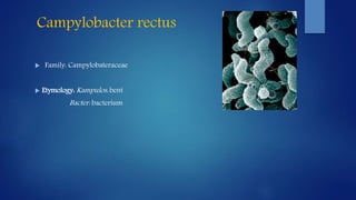 Campylobacter rectus
 Family: Campylobateraceae
 Etymology: Kampulos: bent
Bacter: bacterium
 