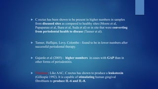  C.rectus has been shown to be present in higher numbers in samples
from diseased sites as compared to healthy sites (Moore et al,
Papapanau et al, Ihara et al, Suda et al) or in site that were converting
from periodontal health to disease (Tanner et al).
 Tanner, Haffajee, Levy, Colombo - found to be in lower numbers after
successful periodontal therapy.
 Gajardo et al (2005) - higher numbers in cases with GAP than in
other forms of periodontitis.
 Virulence: Like AAC, C.rectus has shown to produce a leukotoxin
(Gillespie 1992). It is capable of stimulating human gingival
fibroblasts to produce IL-6 and IL-8.
 