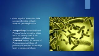  Gram negative, non motile, short
non-spore forming, obligate
anaerobic, pleomorphic rods.
 Site specificity: Normal habitat of
Pg in oral cavity is gingival sulcus
and is not usually found in the
supragingival plaque. Von
Winkelhoff showed the absence of
Pg in supragingival plaque of
patients with bone loss despite high
levels in subgingival plaque.
 