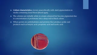  Culture characteristics: Grown anaerobically with dark pigmentation on
media containing lysed blood (blood agar).
 The colonies are initially white to cream coloured but become pigmented due
to concentration of protoheme into a deep red to black colour.
 When grown on carbohydrates and proteins they produce acidic end
products such as butyric acid, propionic acid and acetic acid.
 