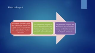 Historical aspect:
First isolated in 1979 by Tanner
et al at the Forsyth Institute from
subjects having adv periodontitis
and was described as “Fusiform
Bacteroides”
The species name was given to
honour the institute where the
bacteria was first cultured and
was initially called as B.forsythus
The genus name was given after
Anne Tanner who described the
sp and was thereafter renamed
as Tannerella forsythensis
 