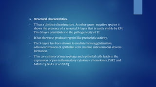  Structural characteristics:
• Tf has a distinct ultrastructure. As other gram-negative species it
shows the presence of a serrated S-layer that is easily visible by EM.
This S layer contributes to the pathogenecity of Tf.
• It has shown to produce trypsin like proteolytic activity.
• The S-layer has been shown to mediate hemeagglutination,
adhesion/invasion of epithelial cells, murine subcutaneous abscess
formation.
• Tf in co-cultures of macrophage and epithelial cells leads to the
expression of pro-inflammatory cytokines, chemokines, PGE2 and
MMP-9 (Bodet et al 2006).
 