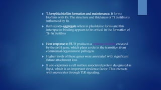  T.forsythia biofilm formation and maintenance: It forms
biofilms with Fn. The structure and thickness of Tf biofilms is
influenced by Fn.
 Both sps co-aggregate when in planktonic forms and this
interspecies binding appears to be critical in the formation of
Tf-Fn biofilms
 Host response to Tf: Tf produces a cysteine protease encoded
by the prtH gene, which plays a role in the transition from
commensal organisms to pathogen.
 Higher levels of these genes were associated with significant
future attachment loss.
 It also expresses a cell surface associated protein designated as
BspA, which is an important virulence factor. This interacts
with monocytes through TLR signaling.
 