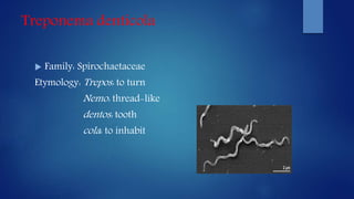 Treponema denticola
 Family: Spirochaetaceae
Etymology: Trepos: to turn
Nemo: thread-like
dentos: tooth
cola: to inhabit
 