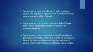  Spirochetes are spiral shaped bacteria with periplasmic
flagella that originate at opposite poles of the bacterium and
overlap near the middle of the cell.
 Spirochetes are gram negative, anaerobic, helical shaped,
highly motile microorganisms that are common in
periodontal pockets.
 Spirochetes have been considered as possible periodontal
pathogens since the late 1800’s and in 1980’s a resurgence of
interest for using spirochetes as diagnostic indicators of
disease activity and /or therapeutic efficacy was developed.
 