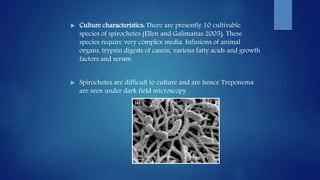  Culture characteristics: There are presently 10 cultivable
species of spirochetes (Ellen and Galimanas 2005). These
species require very complex media. Infusions of animal
organs, trypsin digests of casein, various fatty acids and growth
factors and serum.
 Spirochetes are difficult to culture and are hence Treponema
are seen under dark field microscopy.
 
