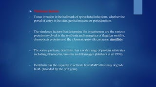  Virulence factors:
• Tissue invasion is the hallmark of spirochetal infections, whether the
portal of entry is the skin, genital mucosa or periodontium.
• The virulence factors that determine the invasiveness are the various
proteins involved in the synthesis and energetics of flagellar motility,
chemotaxis proteins and the chymotrypsin-like protease, dentilisin.
• The serine protease, dentilisin, has a wide range of protein substrates
including fibronectin, laminin and fibrinogen (Ishihara et al 1996).
• Dentilisin has the capacity to activate host MMP’s that may degrade
ECM. (Encoded by the prtP gene)
 