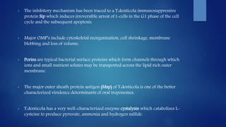 • The inhibitory mechanism has been traced to a T.denticola immunosuppressive
protein Sip which induces irreversible arrest of t-cells in the G1 phase of the cell
cycle and the subsequent apoptosis.
• Major OMP’s include cytoskeletal reorganization, cell shrinkage, membrane
blebbing and loss of volume.
• Porins are typical bacterial surface proteins which form channels through which
ions and small nutrient solutes may be transported across the lipid rich outer
membrane.
• The major outer sheath protein antigen (Msp) of T.denticola is one of the better
characterized virulence determinants of oral treponemes.
• T.denticola has a very well-characterized enzyme cystalysin which catabolizes L-
cysteine to produce pyruvate, ammonia and hydrogen sulfide.
 
