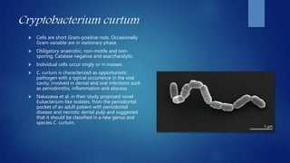 Cryptobacterium curtum
 Cells are short Gram-positive rods. Occasionally
Gram-variable are in stationary phase.
 Obligatory anaerobic, non-motile and non-
sporing. Catalase negative and asaccharolytic.
 Individual cells occur singly or in masses.
 C. curtum is characterized as opportunistic
pathogen with a typical occurrence in the oral
cavity, involved in dental and oral infections such
as periodontitis, inflammation and abscess.
 Nakazawa et al. in their study proposed novel
Eubacterium-like isolates, from the periodontal
pocket of an adult patient with periodontal
disease and necrotic dental pulp and suggested
that it should be classified in a new genus and
species C. curtum.
 