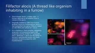 Filifactor alocis (A thread like organism
inhabiting in a furrow)
 Filum-thread; factor- a maker; alox - a
furrow; referring to its isolation from a
crevice of the gums.
 Originally isolated in 1985 from human
gingival crevice as Fusobacterium alocis, it
was reclassified into genus Filifactor based
on 16S rRNA and named as F. alocis.
 It is a fastidious, Gram-positive, obligatory
anaerobic rod possessing trypsin-like
enzymatic activity similar to P. gingivalis
and T. denticola. F. alocis has the ability to
survive in periodontal pocket and share
common virulence properties with
Fusobacterium
 