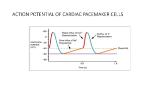 ACTION POTENTIAL OF CARDIAC PACEMAKER CELLS
 