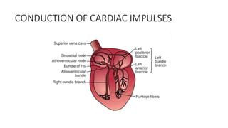 CONDUCTION OF CARDIAC IMPULSES
 