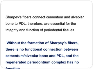 Sharpey's fibers connect cementum and alveolar
bone to PDL, therefore, are essential for the
integrity and function of periodontal tissues.
Without the formation of Sharpey's fibers,
there is no functional connection between
cementum/alveolar bone and PDL, and the
regenerated periodontium complex has no
 