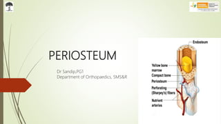 PERIOSTEUM
Dr Sandip,PG1
Department of Orthopaedics, SMS&R
 