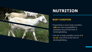  Ewes/does in poor body condition
(≤2) are more susceptible to
parasites around the time of
lambing/kidding.
 Aim for a ...