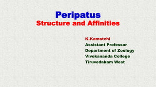 Peripatus
Structure and Affinities
K.Kamatchi
Assistant Professor
Department of Zoology
Vivekananda College
Tiruvedakam West
 