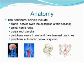 Anatomy The peripheral nerves include: cranial nerves (with the exception of the second) spinal nerve roots dorsal root ganglia peripheral nerve trunks and their terminal branches peripheral autonomic nervous system 