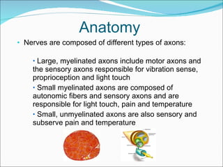 Anatomy Nerves are composed of different types of axons:  Large, myelinated axons include motor axons and the sensory axons responsible for vibration sense, proprioception and light touch  Small myelinated axons are composed of autonomic fibers and sensory axons and are responsible for light touch, pain and temperature Small, unmyelinated axons are also sensory and subserve pain and temperature 