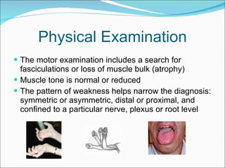 Physical Examination The motor examination includes a search for fasciculations or loss of muscle bulk (atrophy)  Muscle tone is normal or reduced The pattern of weakness helps narrow the diagnosis: symmetric or asymmetric, distal or proximal, and confined to a particular nerve, plexus or root level 