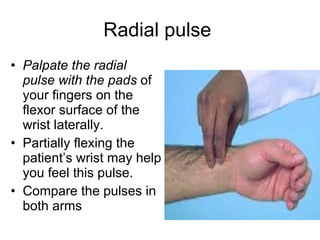 Radial pulse  Palpate the radial pulse with the pads  of your fingers on the flexor surface of the wrist laterally. Partially flexing the patient’s wrist may help you feel this pulse.  Compare the pulses in both arms 