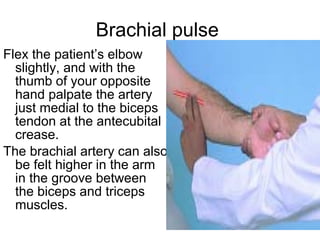 Brachial pulse  Flex the patient’s elbow slightly, and with the thumb of your opposite hand palpate the artery just medial to the biceps tendon at the antecubital crease.  The brachial artery can also be felt higher in the arm in the groove between the biceps and triceps muscles. 