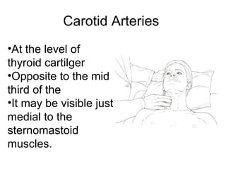 Carotid Arteries  At the level of thyroid cartilger  Opposite to the mid third of the  It may be visible just medial to the sternomastoid muscles. 