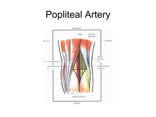 Popliteal Artery 