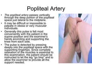 Popliteal Artery The popliteal artery  passes vertically through the deep portion of the popliteal space just lateral to the midplane.  It may be difficult or impossible to palpate in obese or very muscular individuals.  Generally this pulse is felt most conveniently with the patient in the supine position and the examiner's hands encircling and supporting the knee from each side.  The pulse is detected by pressing deeply into the popliteal space with the supporting fingertips. Since complete relaxation of the muscles is essential to this examination, the patient should be instructed to let the leg "go limp" and to allow the examiner to provide all the support needed. 