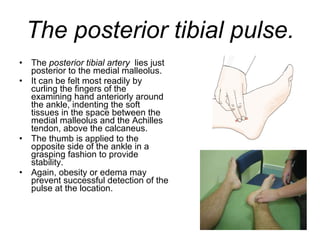 The posterior tibial pulse. The  posterior tibial artery   lies just posterior to the medial malleolus.  It can be felt most readily by curling the fingers of the examining hand anteriorly around the ankle, indenting the soft tissues in the space between the medial malleolus and the Achilles tendon, above the calcaneus.  The thumb is applied to the opposite side of the ankle in a grasping fashion to provide stability.  Again, obesity or edema may prevent successful detection of the pulse at the location. 