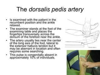 The  dorsalis pedis artery Is examined with the patient in the recumbent position and the ankle relaxed.  The examiner stands at the foot of the examining table and places the fingertips transversely across the dorsum of the forefoot near the ankle.  The artery usually lies near the center of the long axis of the foot, lateral to the extensor hallucis tendon but it may be aberrant in location and often requires some searching.  This pulse is congenitally absent in approximately 10% of individuals. 