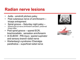 Radial Line Development Pitcher Peripheral+Anatomy.pptx
