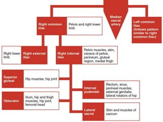 Vasculature of lower limb
 