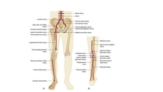 PERIPHERAL ARTERIAL DISEASE and its presentation.pptx
